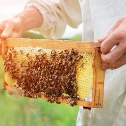 Aus dem Bienenstock